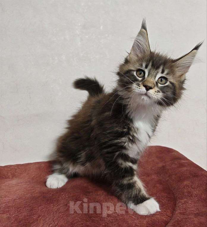 Кошки в Ульяновске: Котенок мейн кун Девочка, 50 000 руб. - фото 4