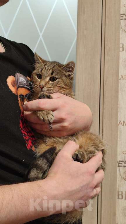 Кошки в Красногорске: Котенок Туман 5 месяцев ищет дом  Мальчик, Бесплатно - фото 1