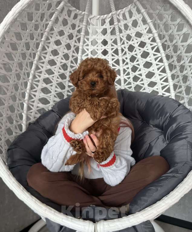 Собаки в Гатчине: Мальтипу Девочка, 80 000 руб. - фото 4