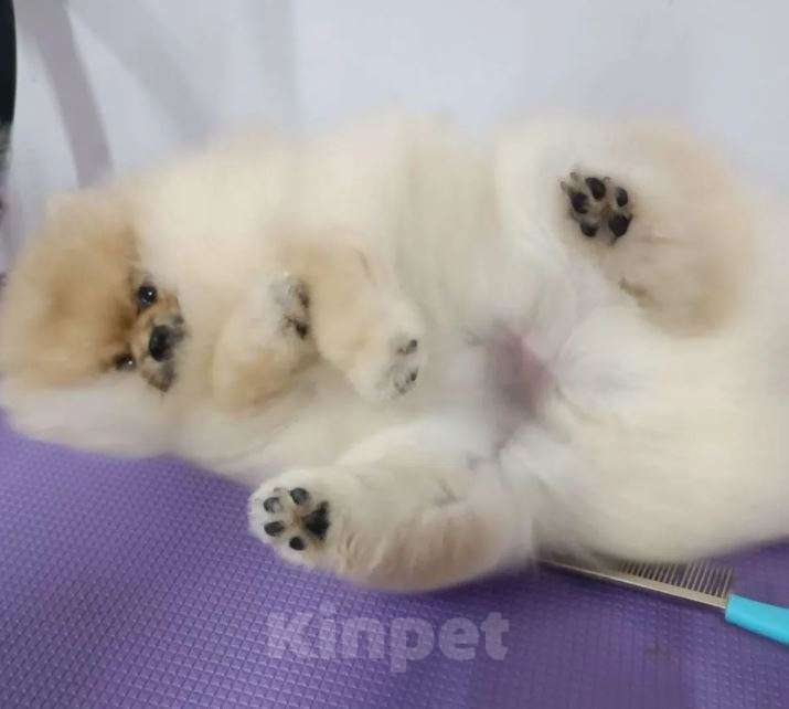 Собаки в Самаре: Шпиц Мальчик, 55 000 руб. - фото 2