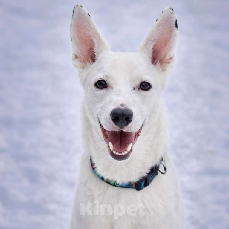 Собаки в Москве: Ласковый Арчи ищет дом Мальчик, Бесплатно - фото 3