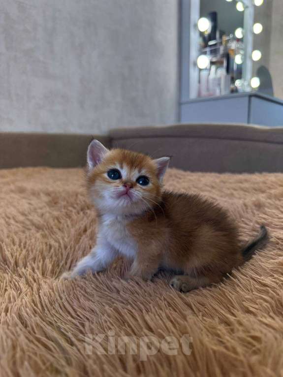 Кошки в Самаре: Шотландские котята (золотая шиншилла) Разнополые, 25 000 руб. - фото 1