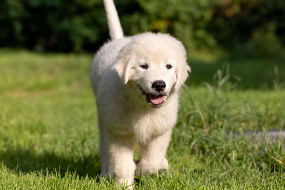 Собаки в Пушкино: Мареммо абруцкая овчарка Мальчик, Бесплатно - фото 4