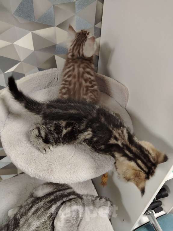 Кошки в Москве: Шотландская мраморная девочка Девочка, 20 000 руб. - фото 2