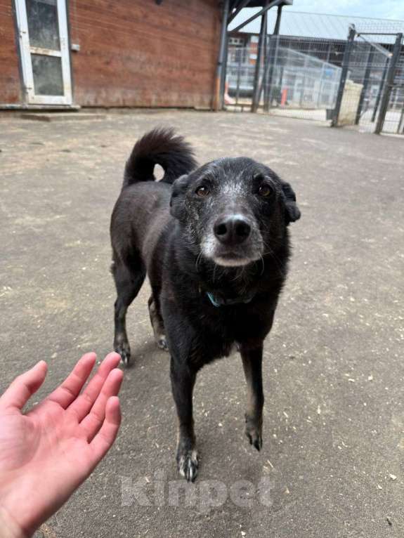 Собаки в Москве: Чарли ищет дом Мальчик, Бесплатно - фото 8