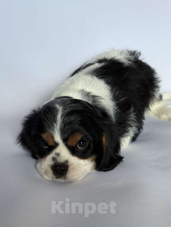 Собаки в Твери: Мальчик кавалер кинг Чарльз спаниель  Мальчик, 50 000 руб. - фото 2