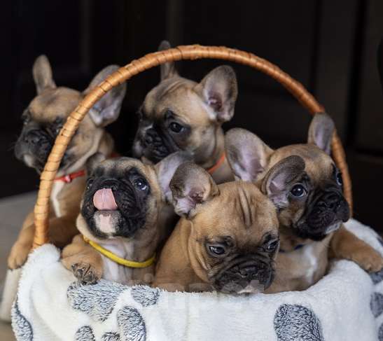 Собаки в других городах Московской области: Французский бульдог щенок девочка Девочка, 70 000 руб. - фото 3