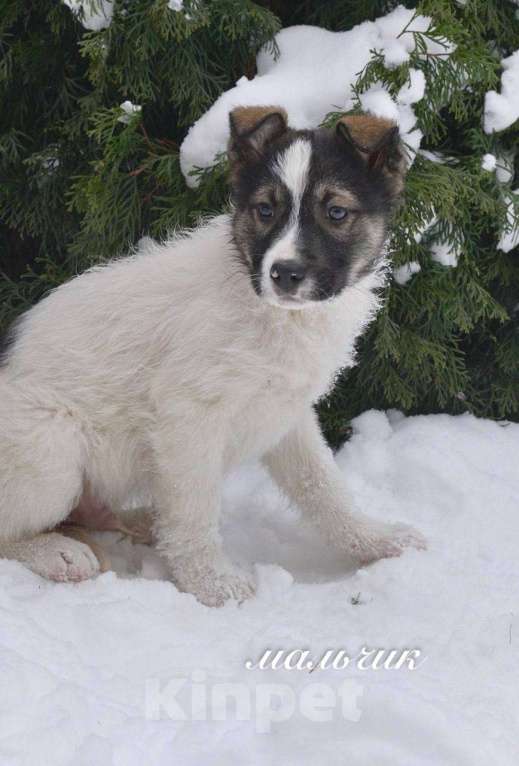Собаки в Москве: Семь замечательных щеночков ищут дом. Девочка, Бесплатно - фото 1