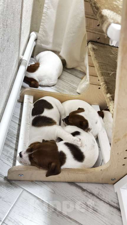 Собаки в Москве: Щенок джек-рассел-терьер от титулованных родителей Девочка, 1 руб. - фото 9