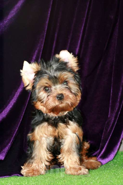 Собаки в Голицыно: Сердцеед Прошка Мальчик, 35 000 руб. - фото 3