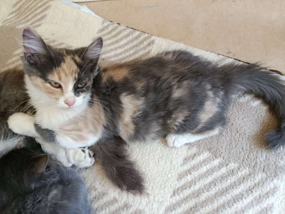 Кошки в Щелково: Девочка в добрые руки  Девочка, Бесплатно - фото 2