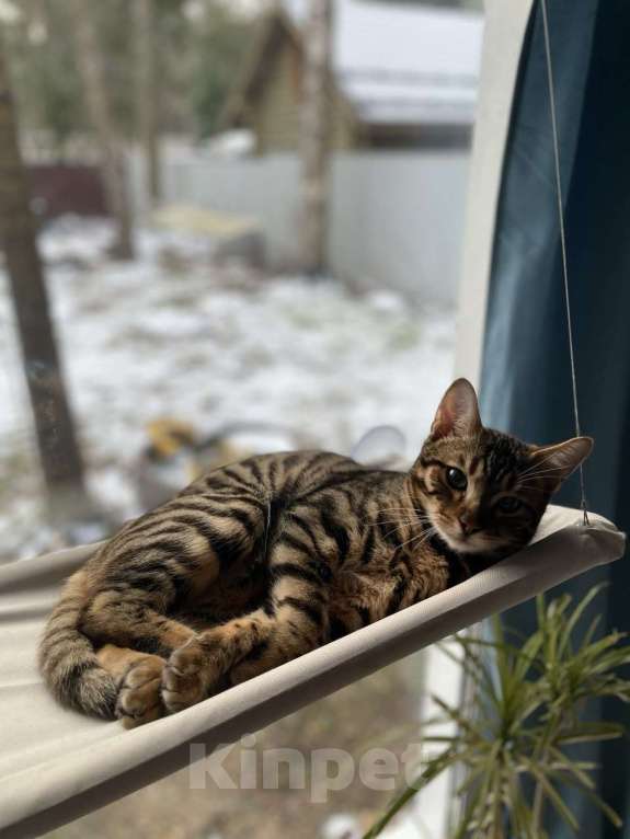 Кошки в Пушкино: Потерялся бенгальский кот Мальчик, 5 000 руб. - фото 2