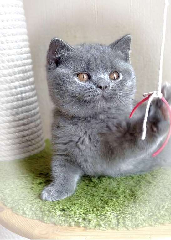 Кошки в Москве: Британские к/ш котята Разнополые, Бесплатно - фото 4