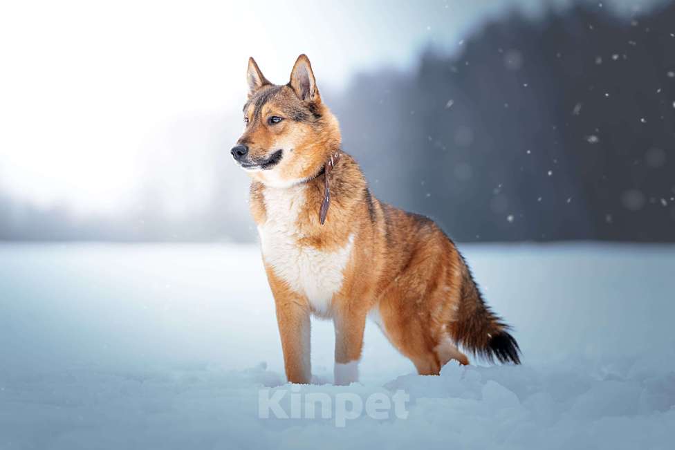Собаки в Клине: Синги — преданный пёс Мальчик, Бесплатно - фото 2