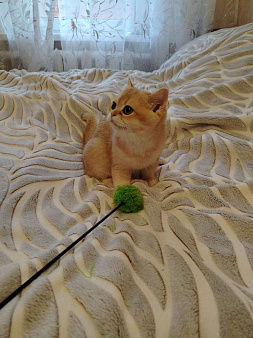 Золотая шиншилла