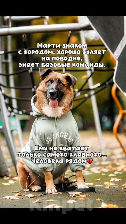 Собаки в Москве: Марти Мальчик, Бесплатно - фото 8