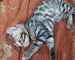 Кошки в Чусовой: Бенгальские котята, 15 000 руб. - фото 1