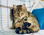 Кошки в Москве: Чудо-кошка пятнистая полосатка Плюша в добрые руки  Девочка, Бесплатно - фото 4