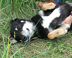 Собаки в Москве: Твигги ищет хозяина Мальчик, Бесплатно - фото 2