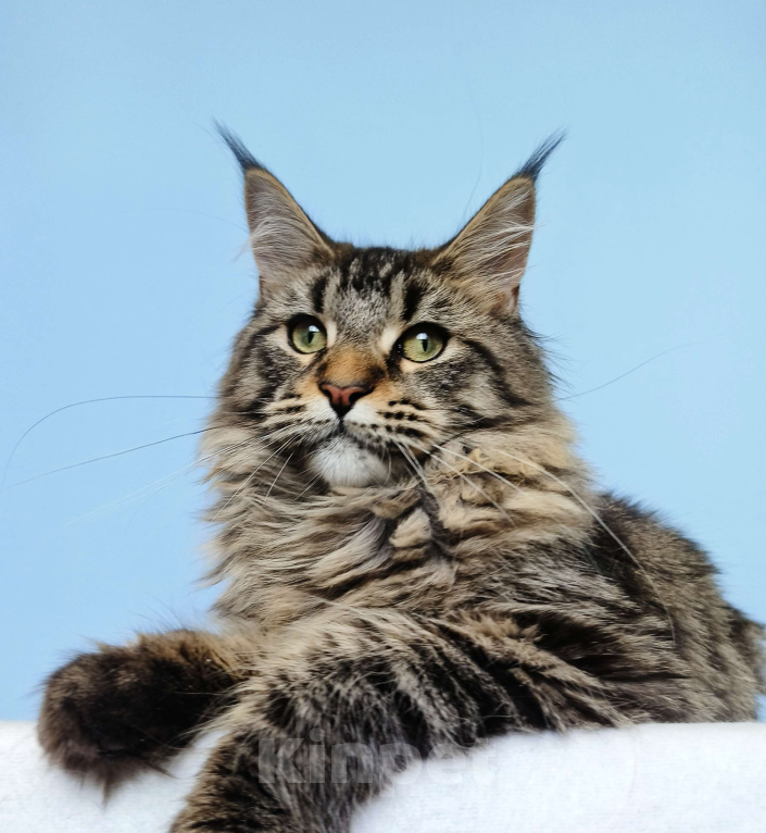 Кошки в Москве: Котята Мейн-Кун из питомника Девочка Девочка, 37 000 руб. - фото 1