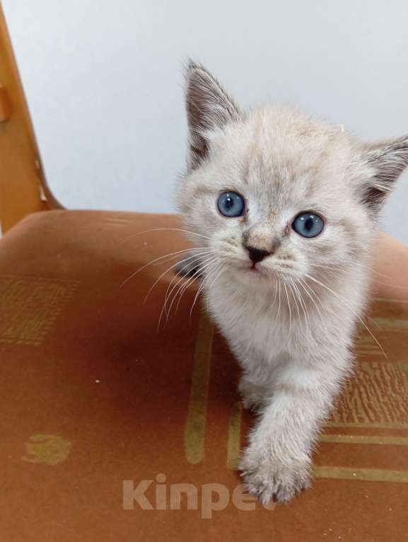 Кошки в Чебоксарах:  Мальчик в добрые руки Мальчик, Бесплатно - фото 2