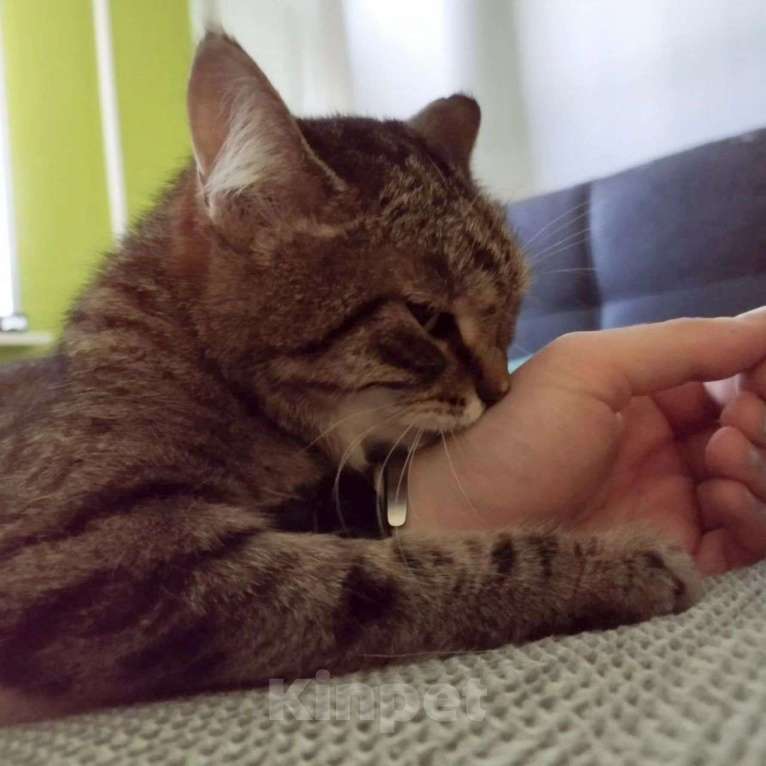 Кошки в Москве: Самая ласковая на свете кошечка Юля Девочка, Бесплатно - фото 4