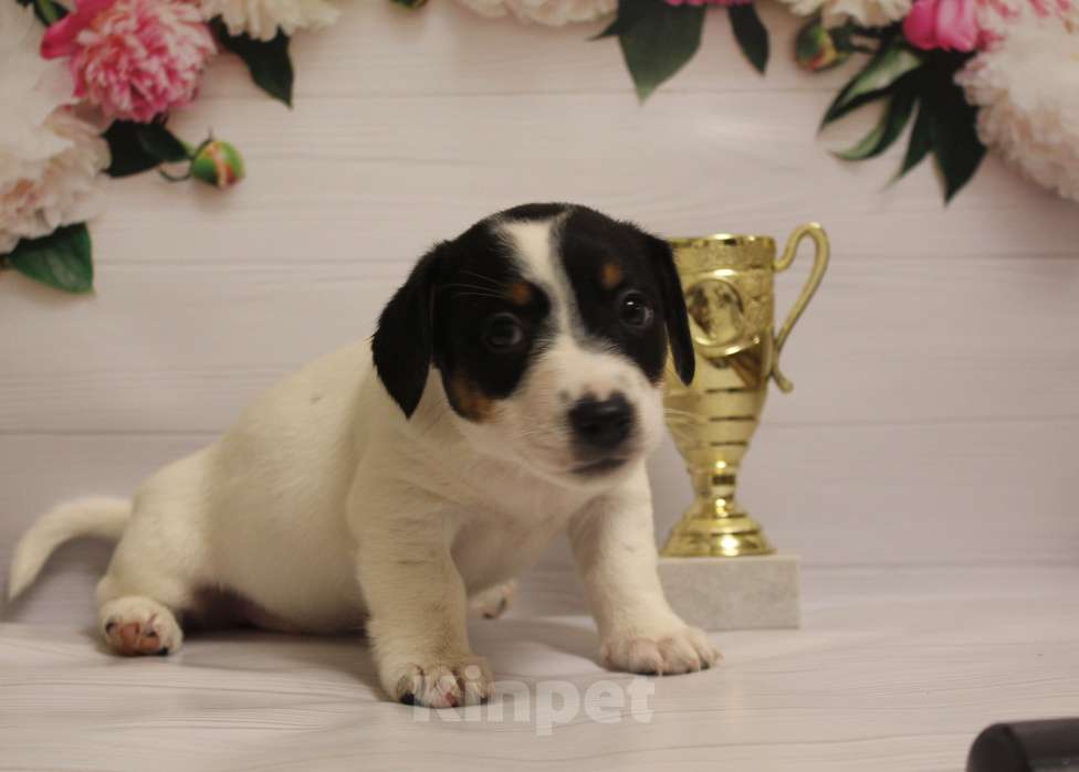 Собаки в Москве: Щенки джек рассел терьера Девочка, 15 000 руб. - фото 2