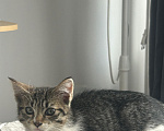 Кошки в Одинцово: В добрые руки Мальчик, Бесплатно - фото 1