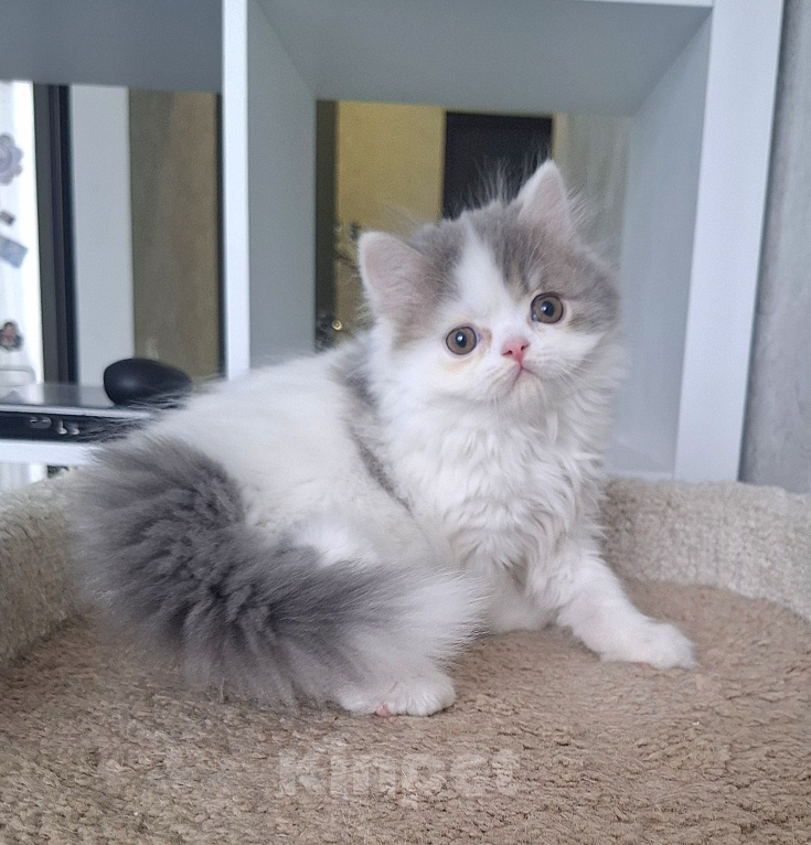 Кошки в Ярославле: Шотландский длинношерстный мальчик Мальчик, 25 000 руб. - фото 6