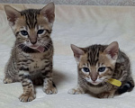 Кошки в Челябинске: Котенок Девочка, 15 000 руб. - фото 1