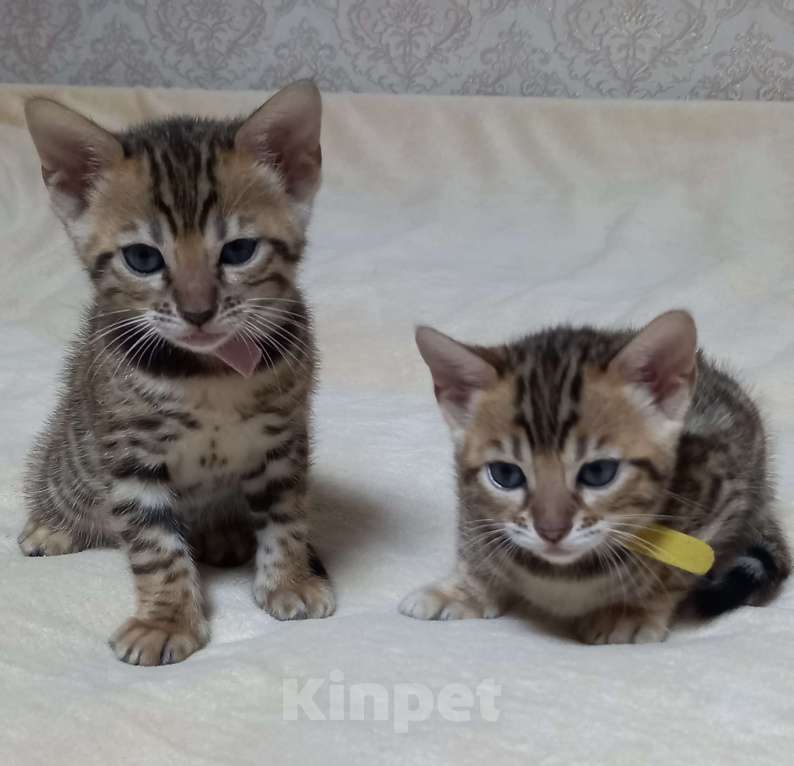 Кошки в Челябинске: Котенок Девочка, 15 000 руб. - фото 1
