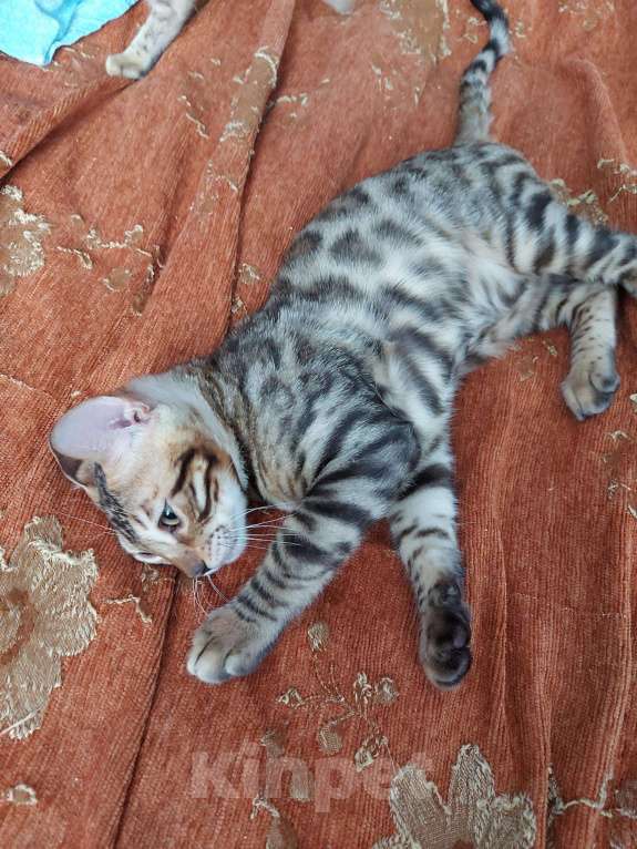 Кошки в Чусовой: Бенгальские котята, 15 000 руб. - фото 1