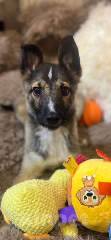 Собаки в других городах Московской области: Месси якутенок из ппбж Мальчик, Бесплатно - фото 4