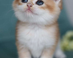Кошки в Владивостоке: Короткошерстный британский котенок Мальчик, 100 000 руб. - фото 1