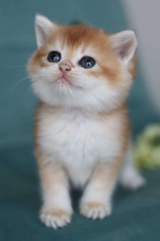 Объявление: Короткошерстный британский котенок, 100 000 руб., Владивосток