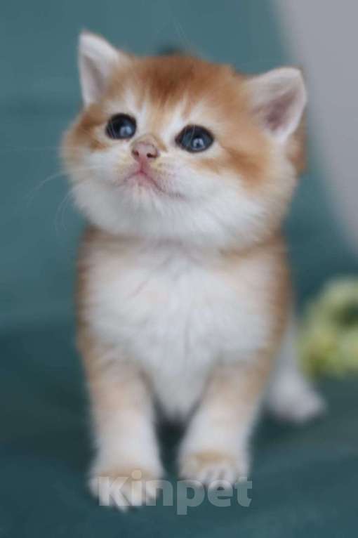 Кошки в Владивостоке: Короткошерстный британский котенок Мальчик, 100 000 руб. - фото 1