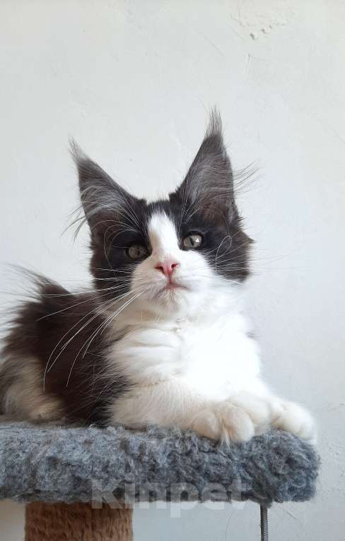 Кошки в Краснодаре: Котенок, приносящий счастье 💝 Девочка, 47 000 руб. - фото 1