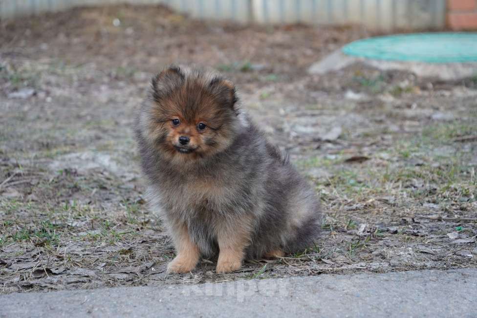 Собаки в Москве: шпиц Девочка, 25 000 руб. - фото 1