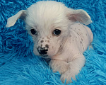 Собаки в Санкт-Петербурге: Китайская хохлатая мини Мальчик, 45 000 руб. - фото 2