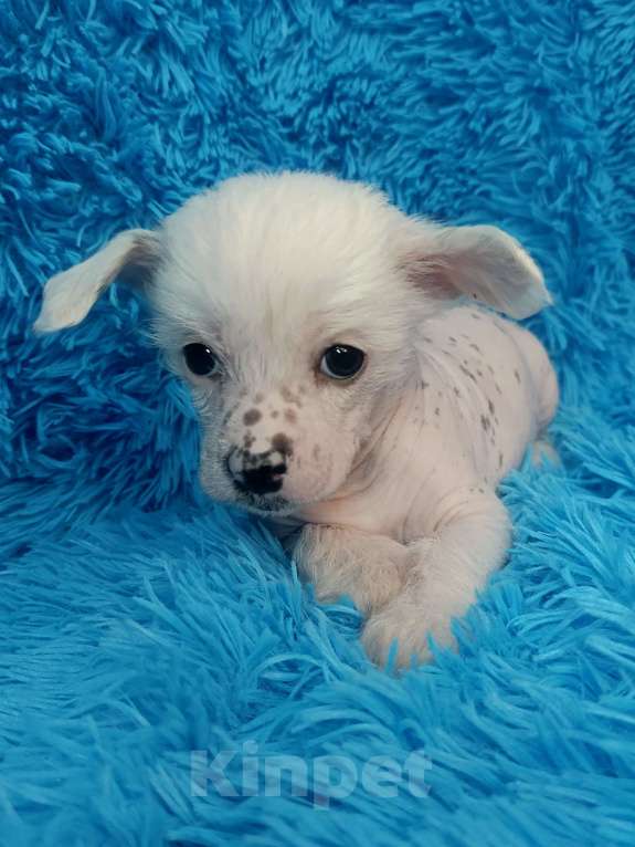 Собаки в Санкт-Петербурге: Китайская хохлатая мини Мальчик, 45 000 руб. - фото 2