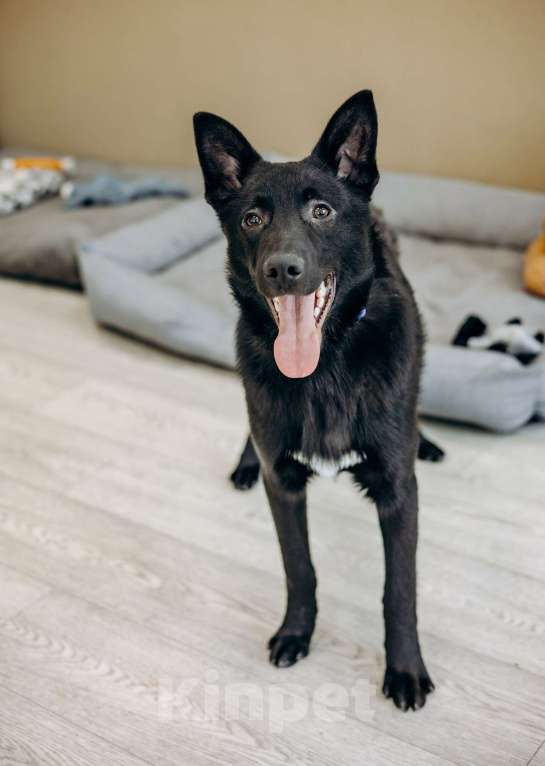 Собаки в Москве: Щенок-метис овчарки в Москве бесплатно Мальчик, Бесплатно - фото 7