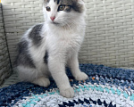 Кошки в Москве: Котята ищут дом Мальчик, Бесплатно - фото 6