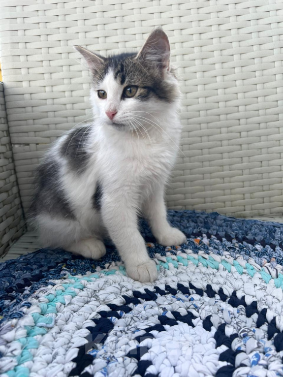 Кошки в Москве: Котята ищут дом Мальчик, Бесплатно - фото 6