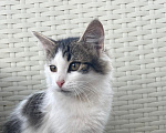 Кошки в Москве: Котик ищет дом Мальчик, Бесплатно - фото 1