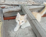 Кошки в Минусинске: Котята Мальчик, 1 руб. - фото 2