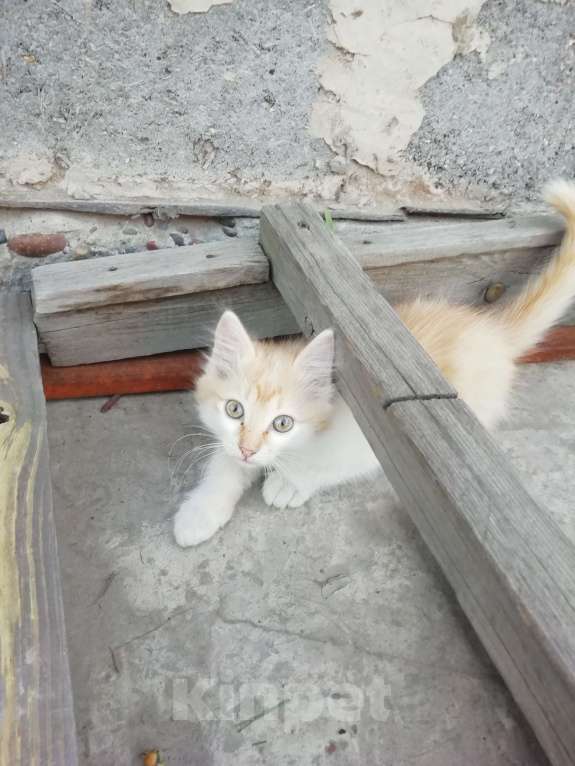 Кошки в Минусинске: Котята Мальчик, 1 руб. - фото 2