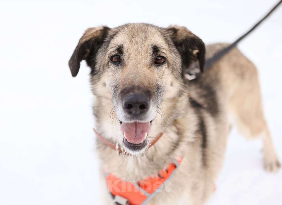 Собаки в Москве: Добродушная собачка Виста в добрые руки Девочка, Бесплатно - фото 1