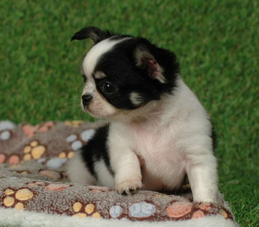 Собаки в Москве: Мальчик чихуахуа Мальчик, 25 000 руб. - фото 2