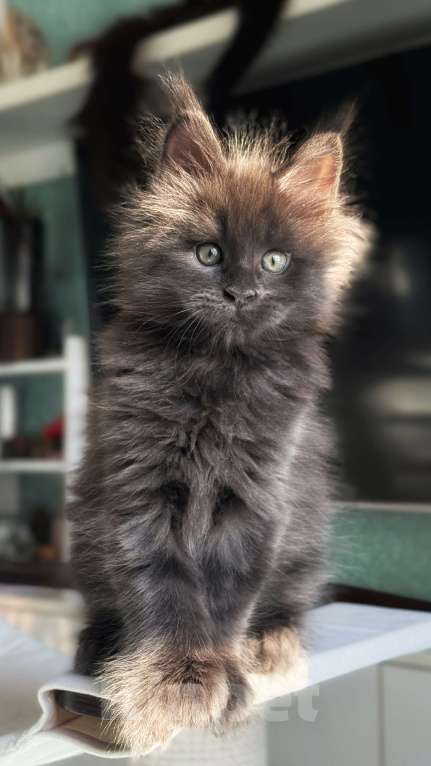 Кошки в Хабаровске: Полидакт мейн кун Мальчик, 150 000 руб. - фото 3