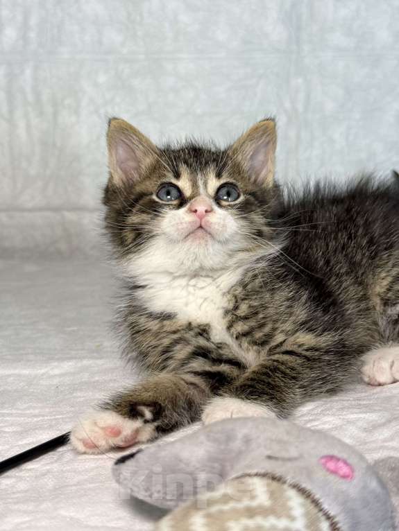 Кошки в Санкт-Петербурге: Котенок 1 месяц Бьёрн Мальчик, Бесплатно - фото 3